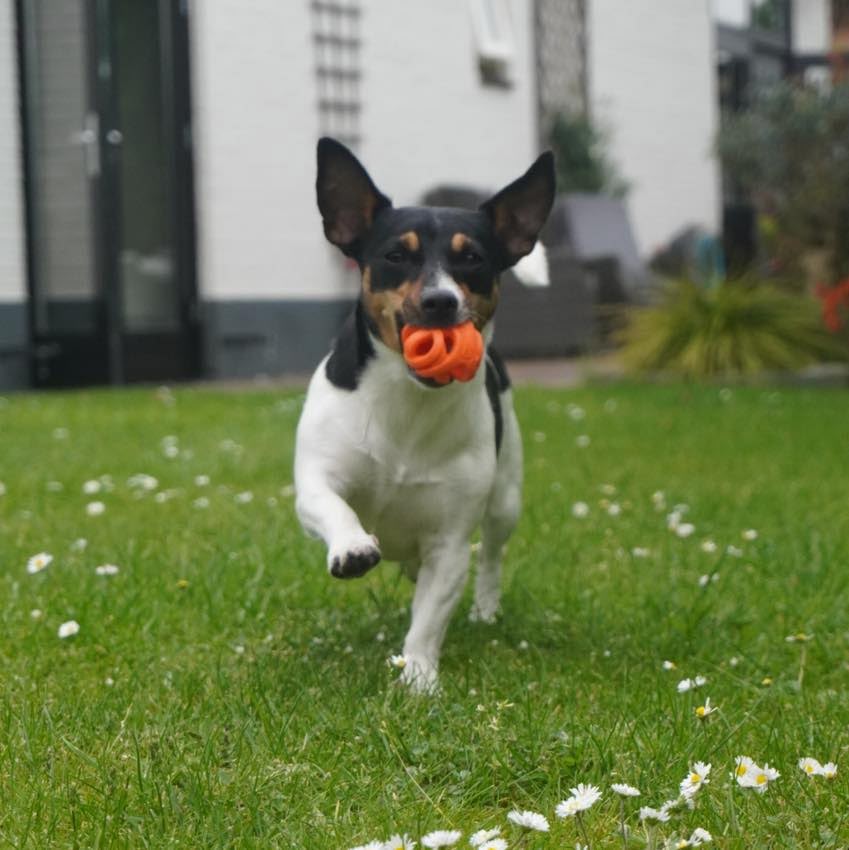 Hond met Oranje ademende bal 