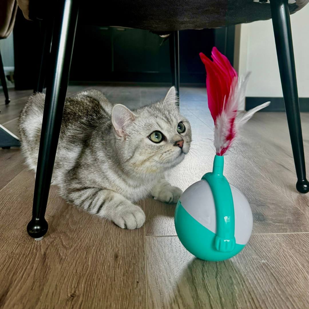 Mooie poes speelt met haar nieuwe speeltje van Diereblij